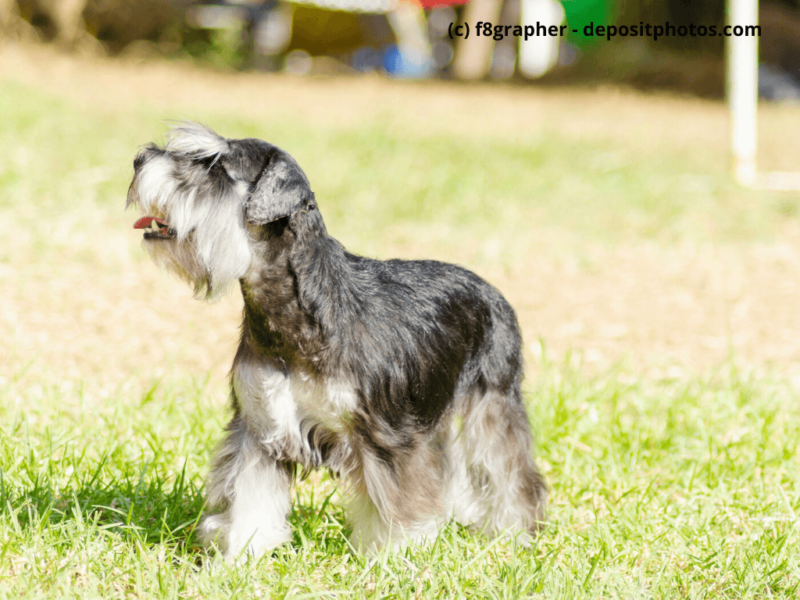 Zwergschnauzer schwarz silber läuft über Rasen