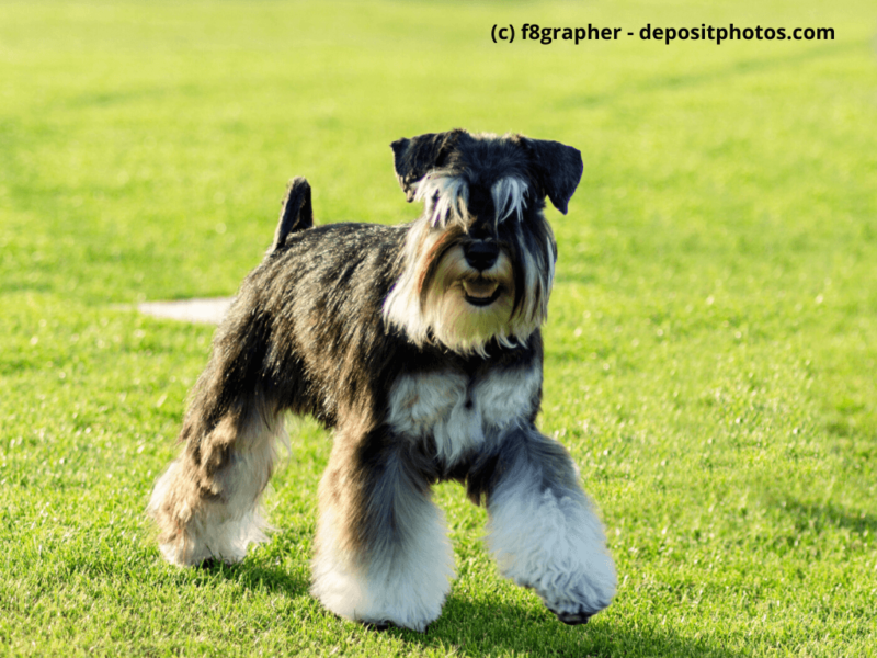 Zwergschnauzer schwarz silber steht auf dem Rasen