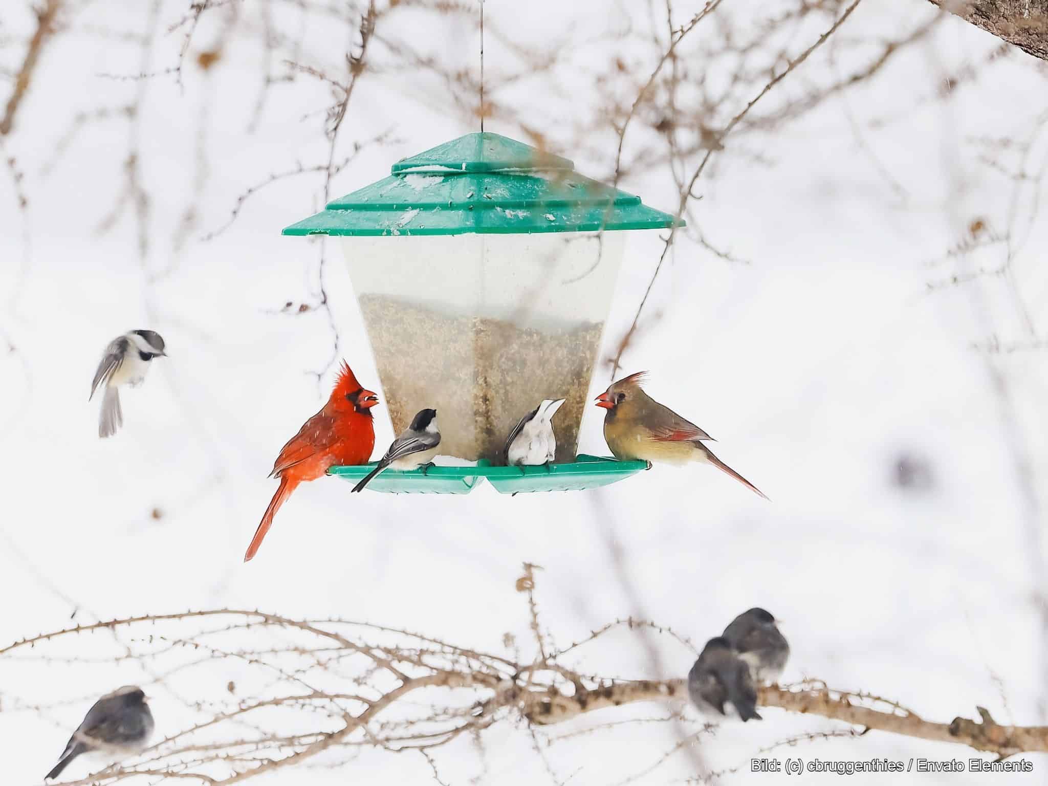 Vogelfutter Adventskalender für Vögel
