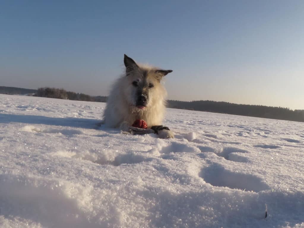 Ein alter weißer Hund liegt im Schnee mit einem Ball zwischen seinen Pfoten und schaut aufmerksam in die Kamera.