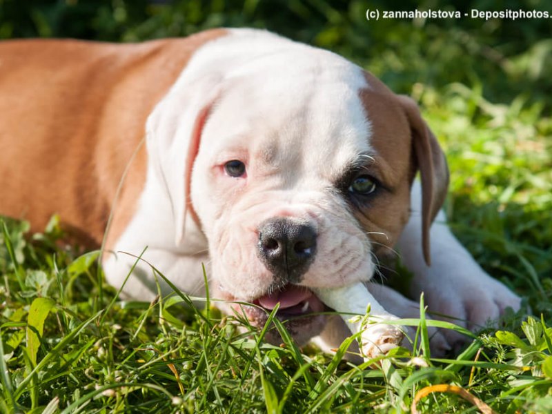 American Bulldog Welpe liegend im Gras