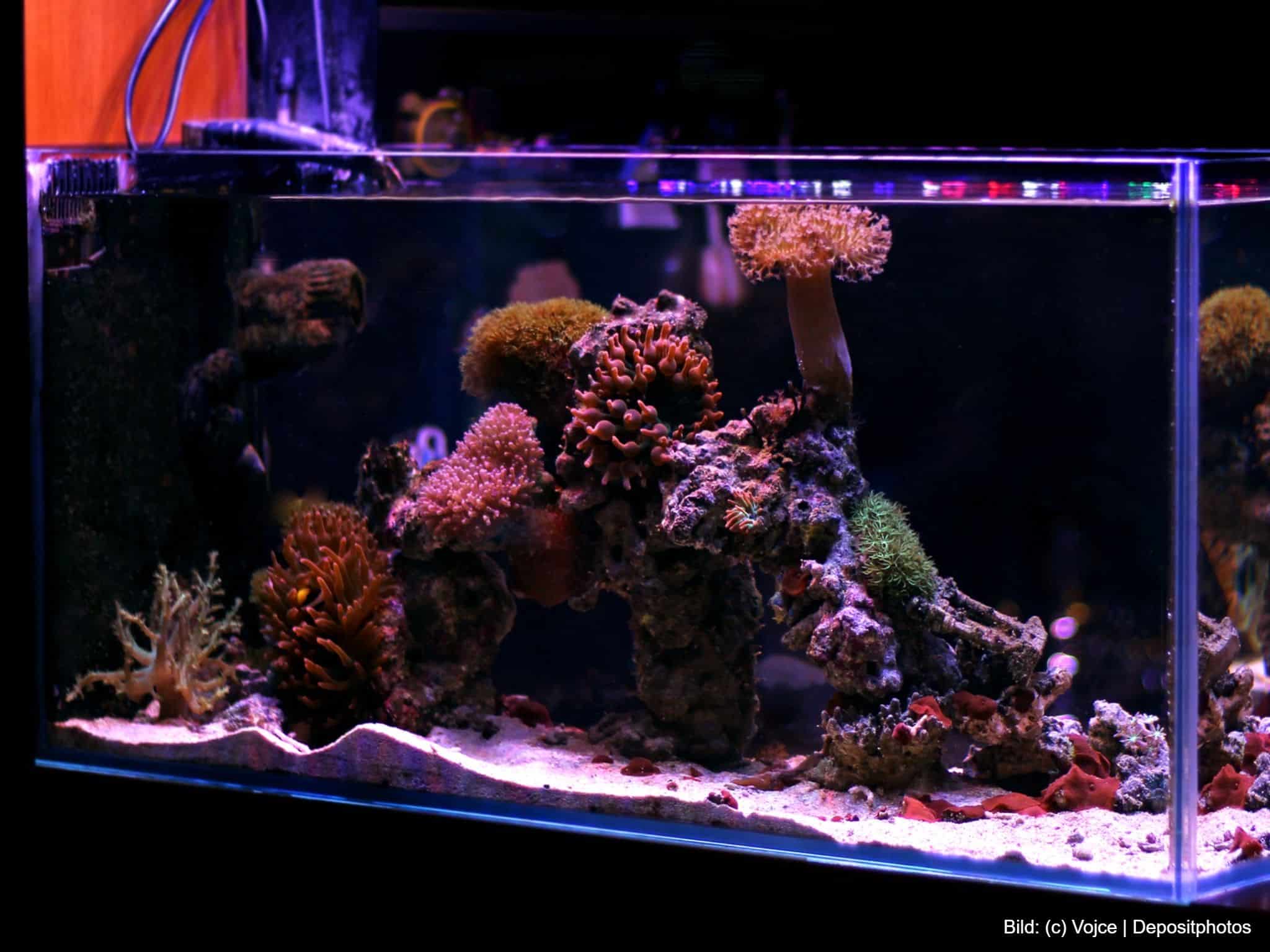 Die große Aquarien-Übersicht