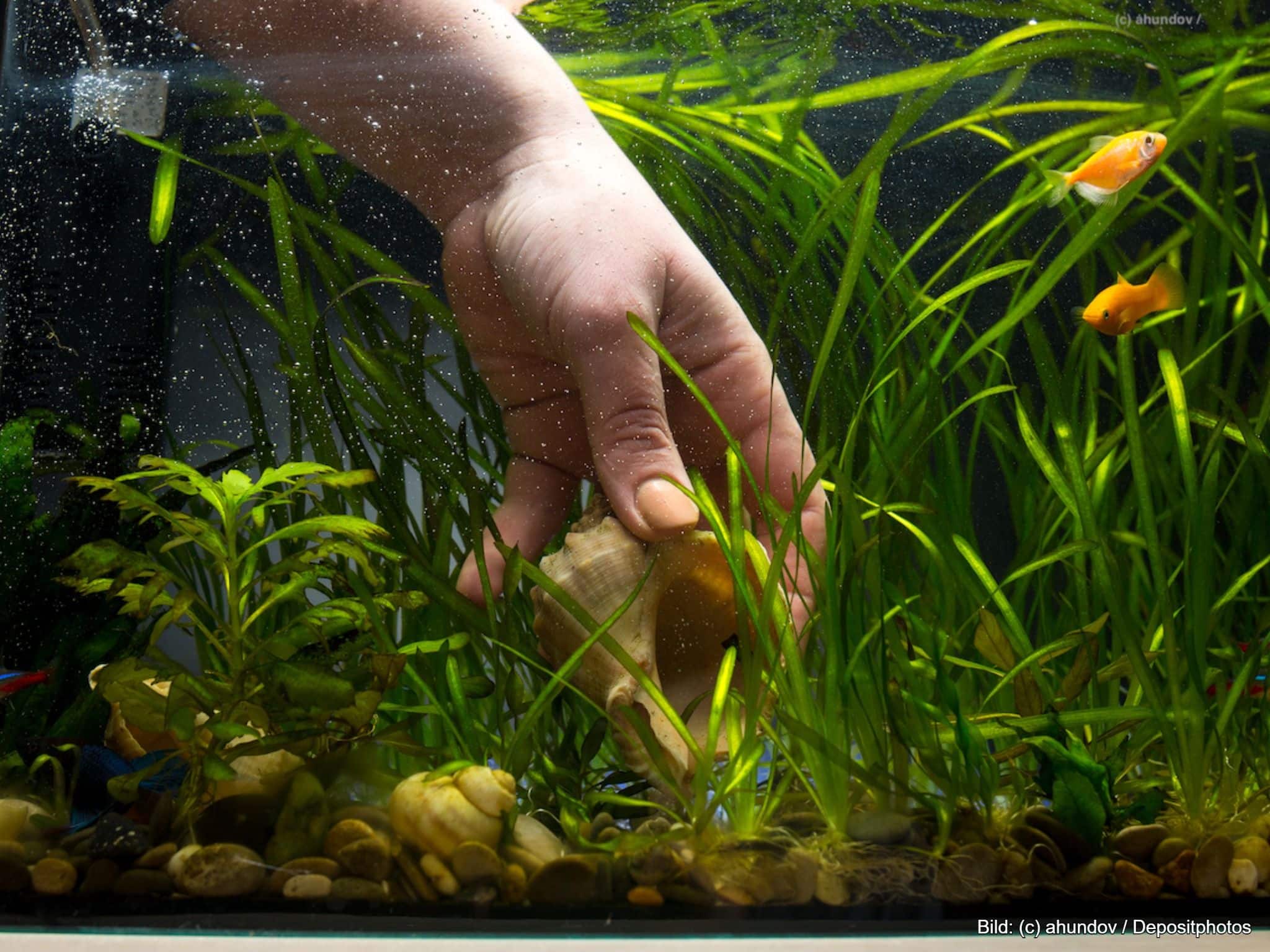 Aquarium Deko mit Pflanzen