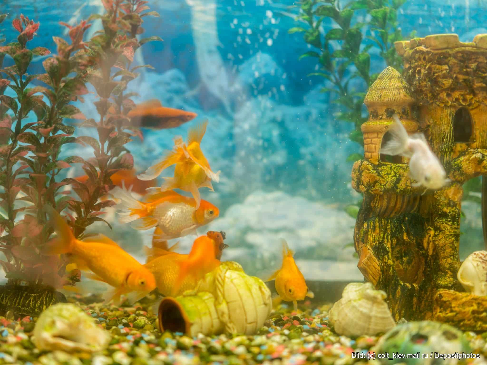 Aquarium Kühler für Fischbecken