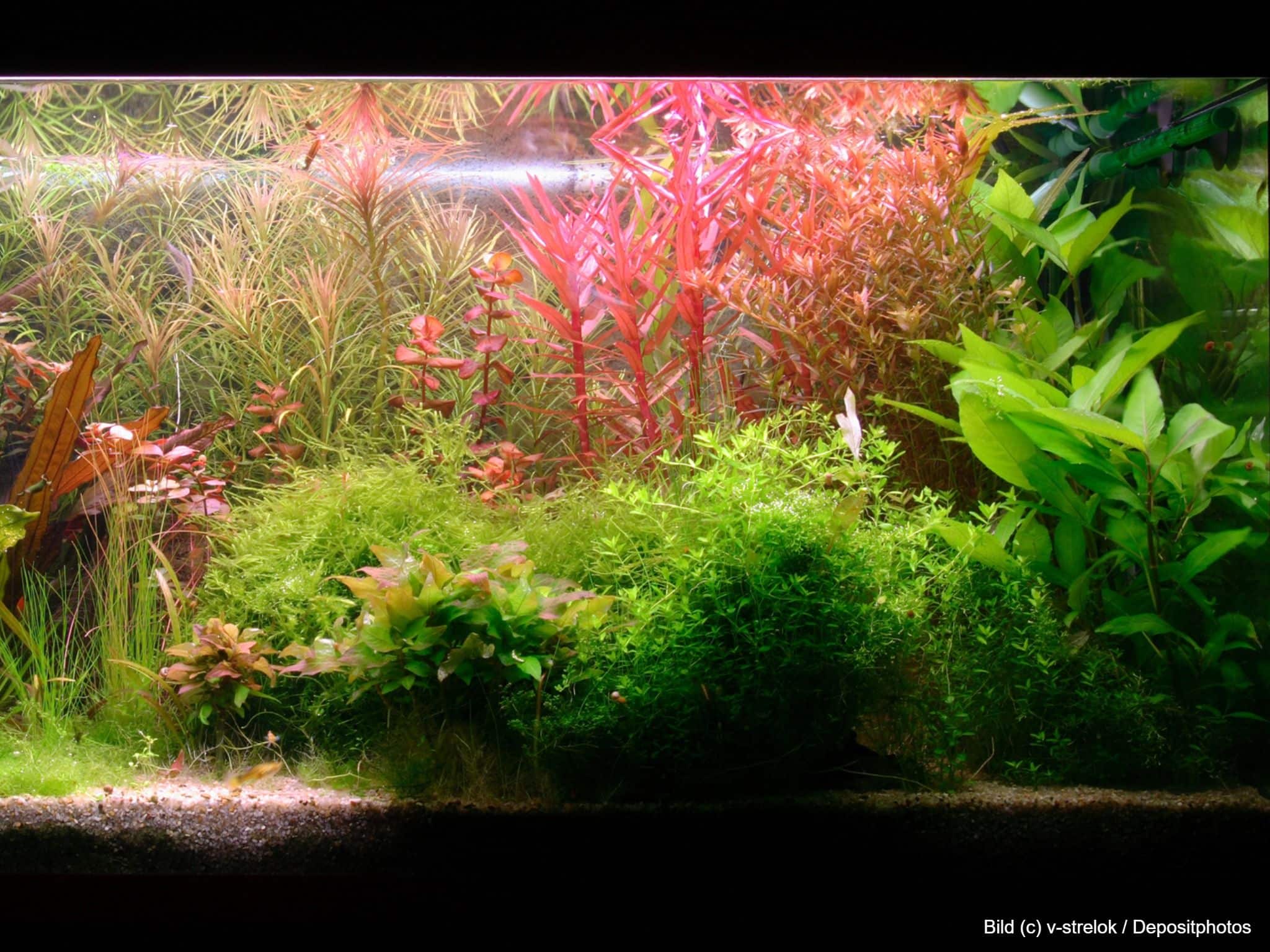 Wasserflora mit Aquarium Pflanzen