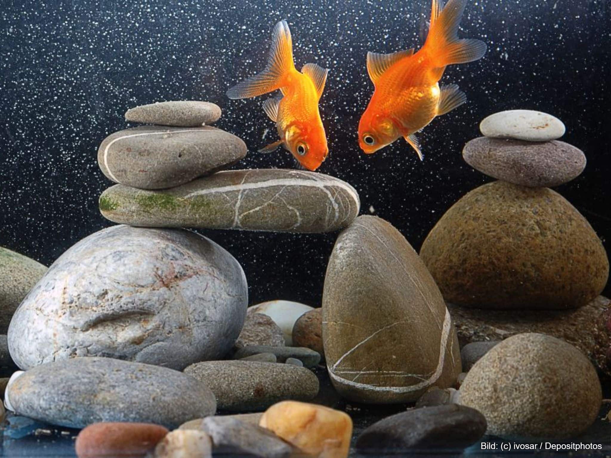 Aquarium-Rückwand schwarz