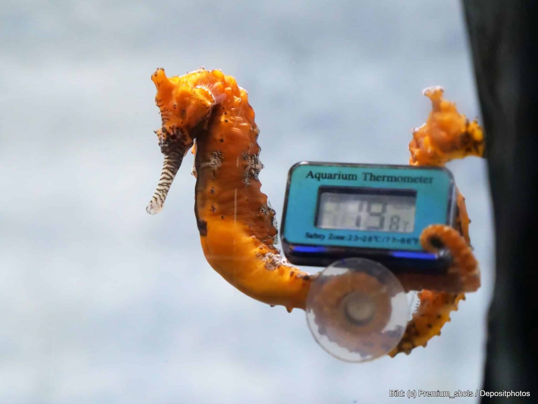 Aquarium Thermometer mit Saugnapf