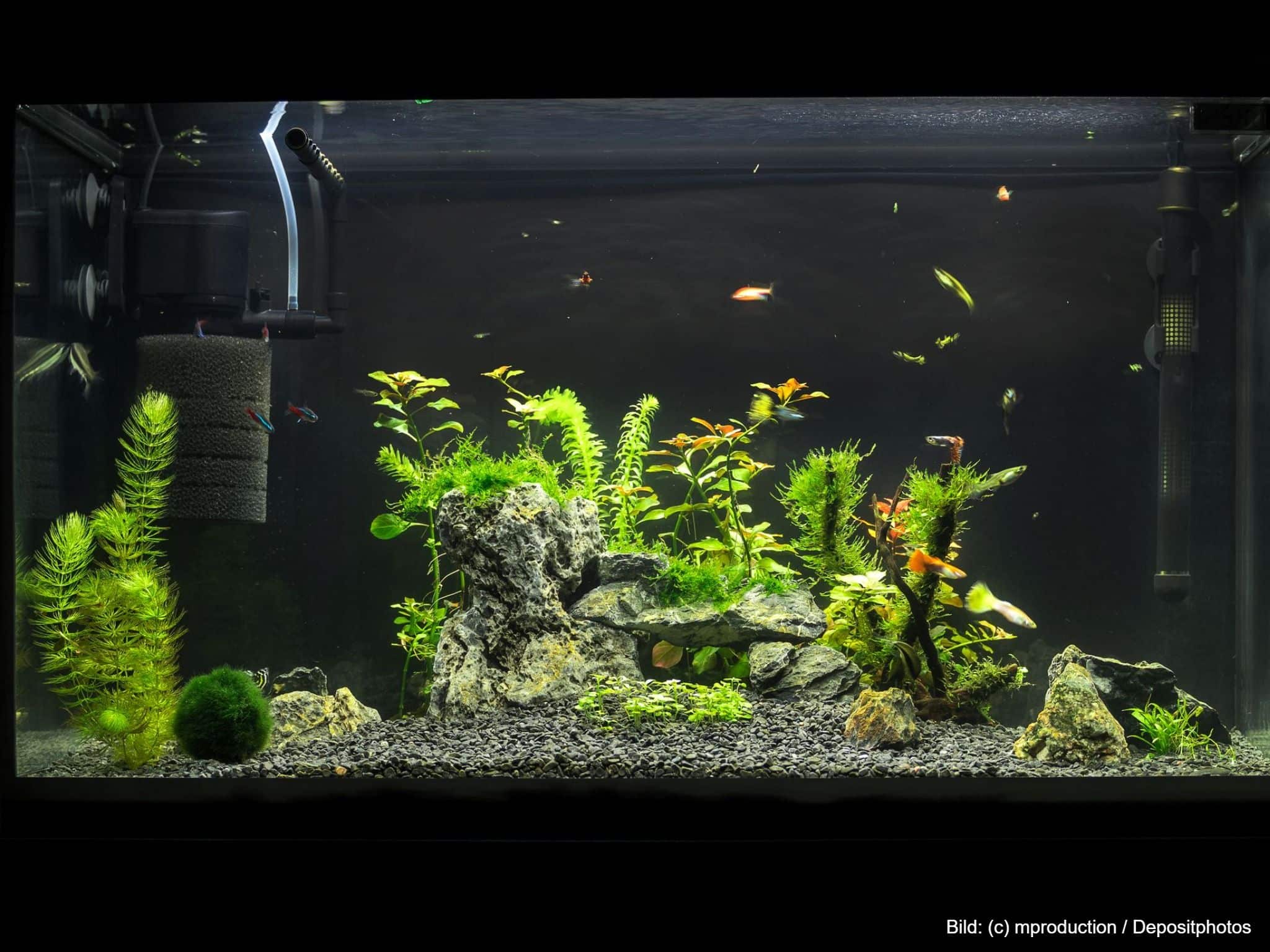 Becken mit Aquarium Zubehör