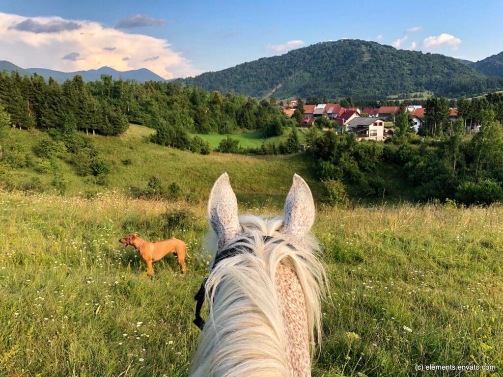 Für ein gesundes Pferd und einen gesunden Hund braucht es manchmal etwas Unterstützung.