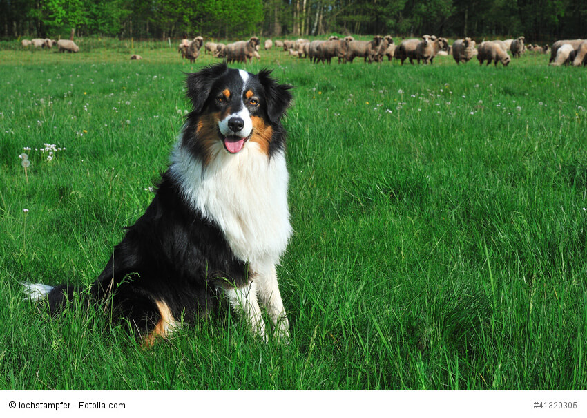 Ursprünglich hatten Australian Shepherd die Aufgabe Schafherden als Hütehunde zu betreuen.