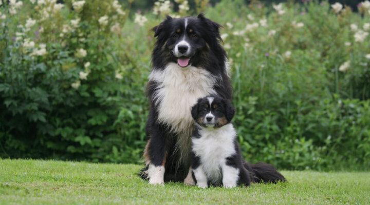 Australian Shepherd