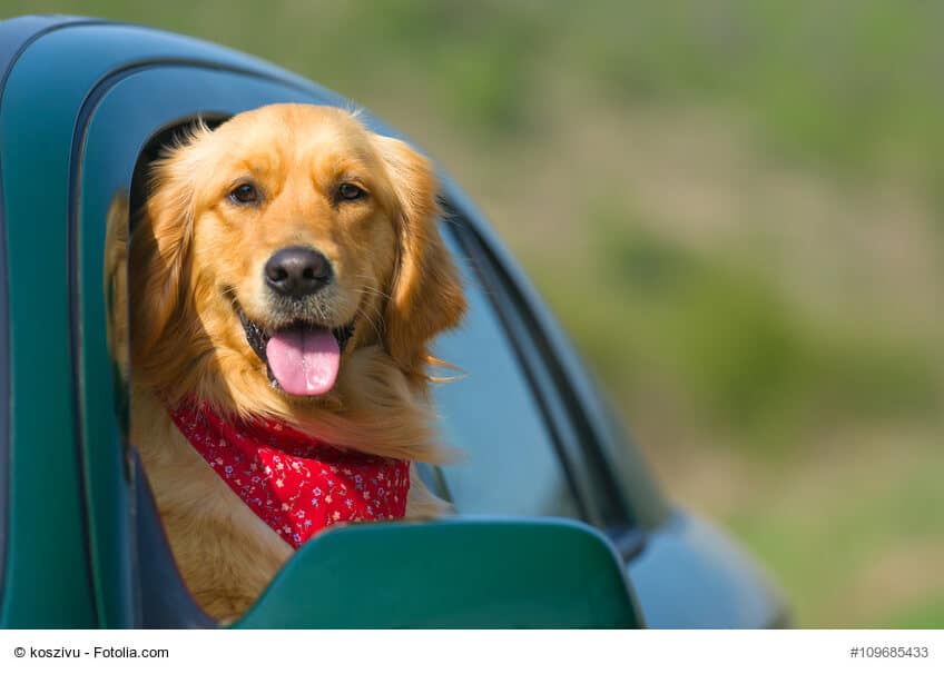 Golden Retriever schaut aus dem geöffneten Autofenster