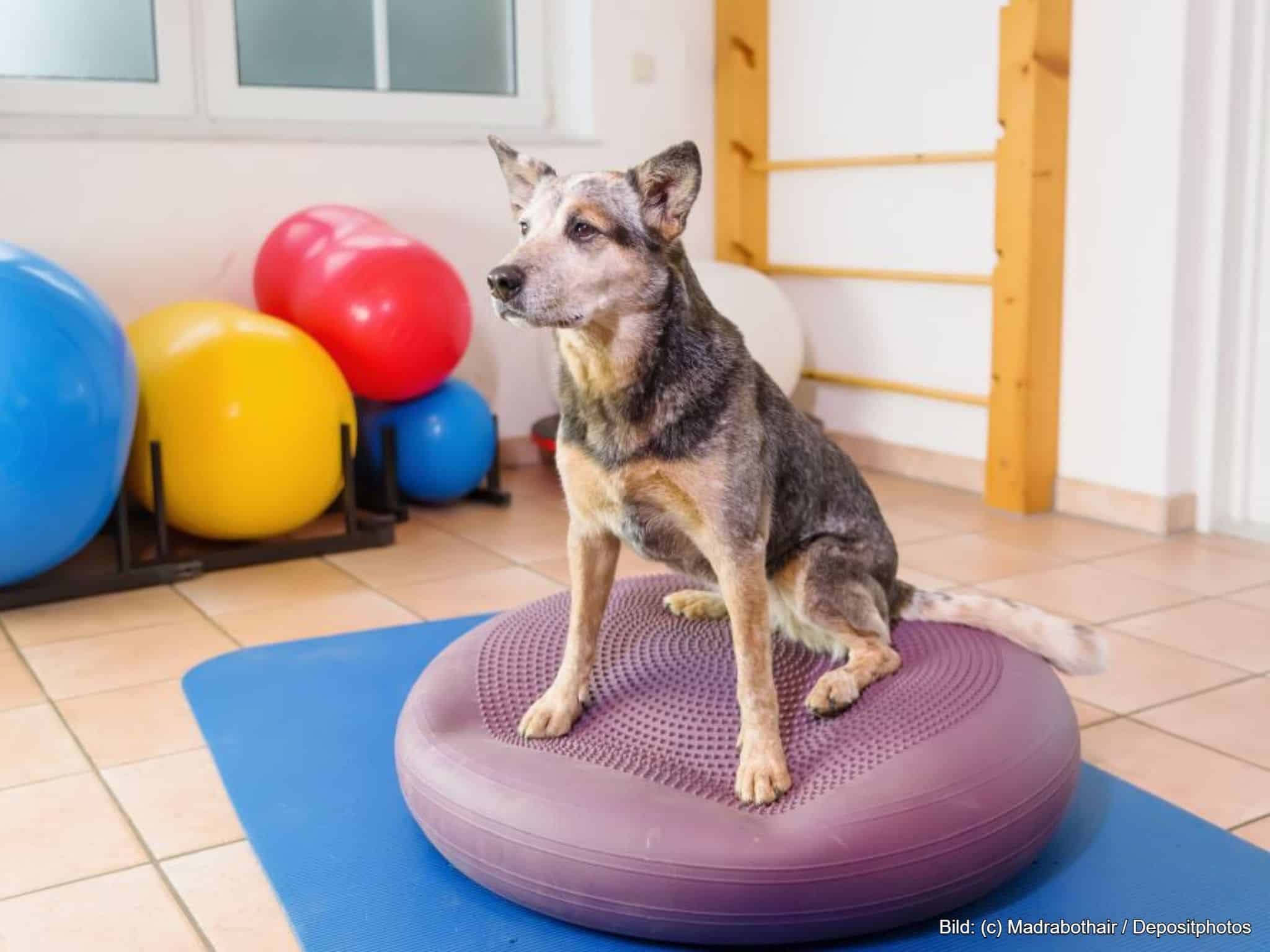 Balancekissen Hund aus PVC