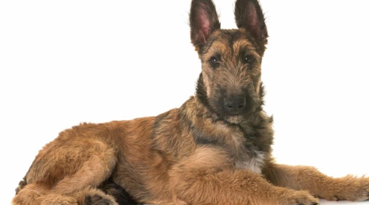 Belgischer Schäferhund: Groenendael, Laekenois, Malinois und Tervueren