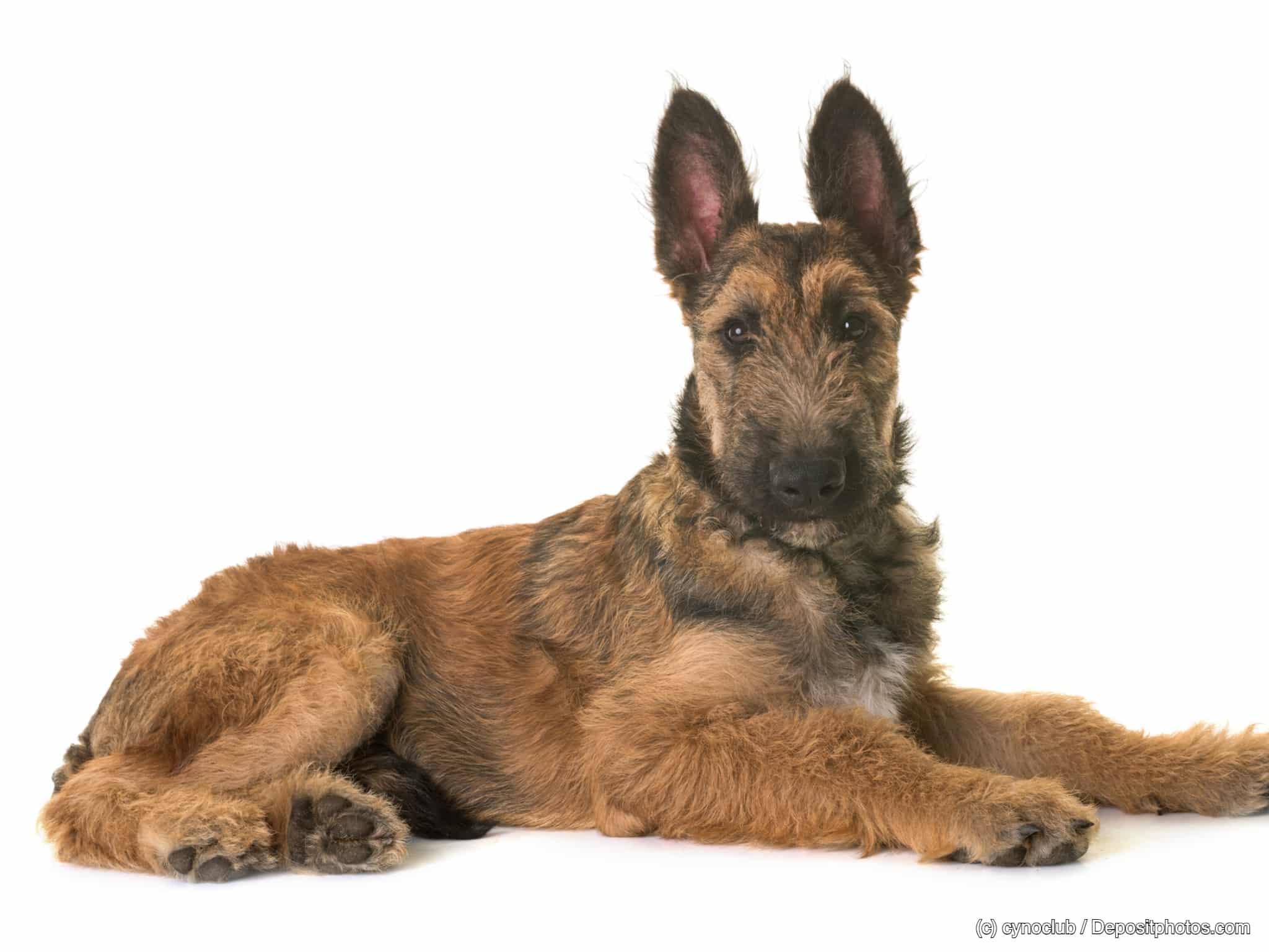 belgischer Schäferhund Laekenois Welpe