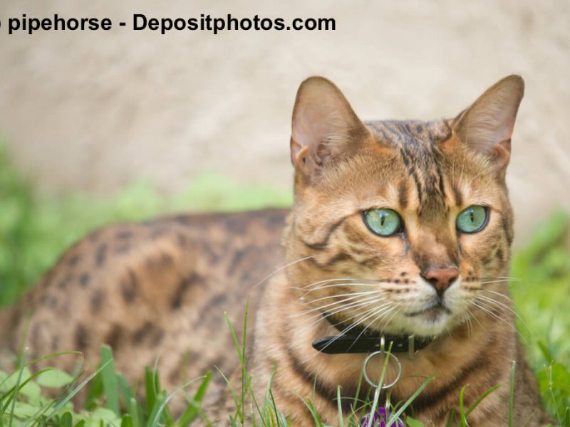 Bengal lieben die Natur