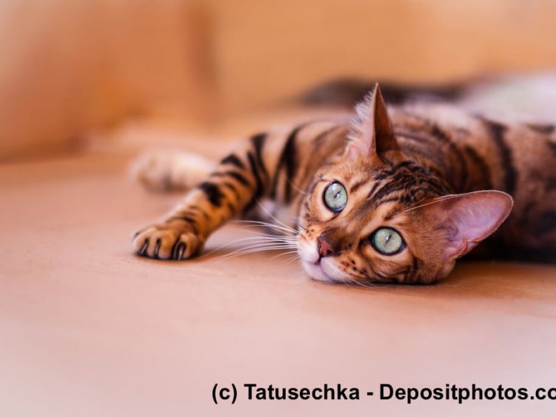 Bengal – kleine Tiger für das Wohnzimmer