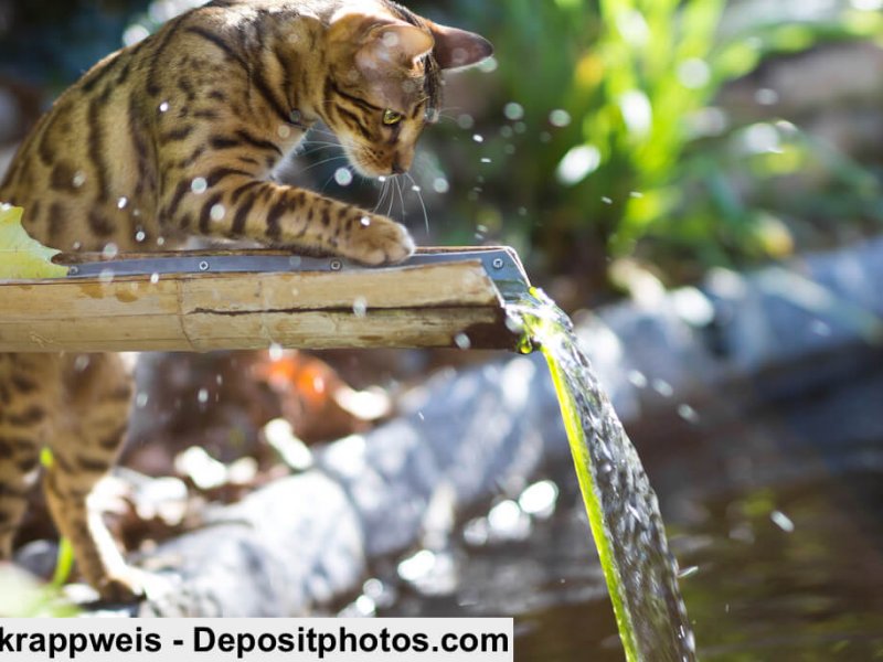 Wie alle Tiger mögen Bengal Wasser