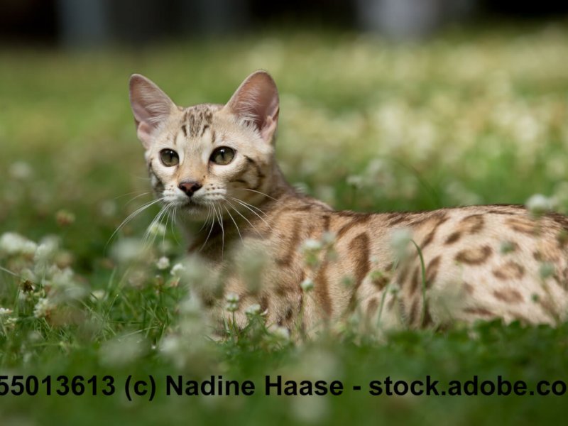 Snow Bengale liegt im Gras