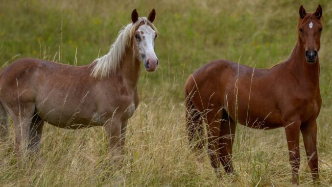 Zwei Berber Jungpferde sind aufmerksam