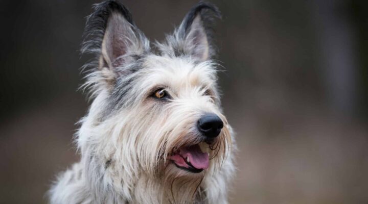 Picardie-Schäferhund – Berger de Picardie