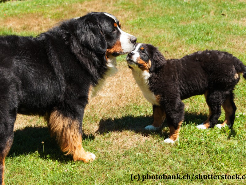 berner-sennenhund-familie