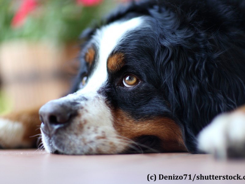 berner-sennenhund-nachdenklich