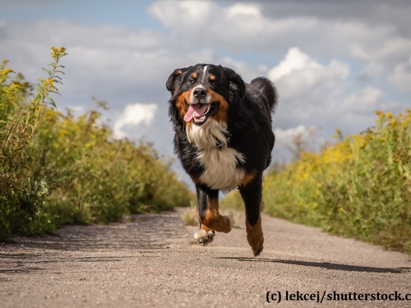 berner-sennenhund-rennt