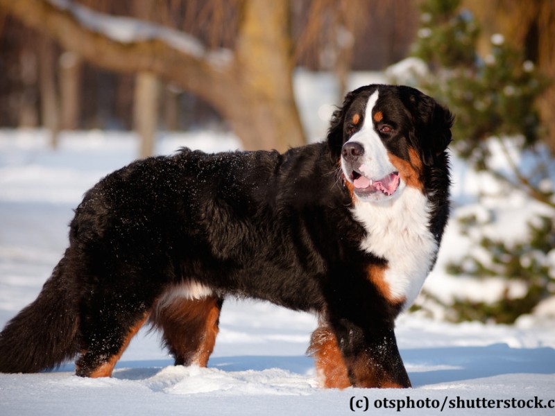 berner-sennenhund-schnee