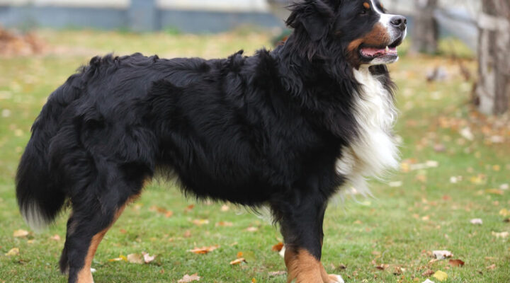 Berner Sennenhund