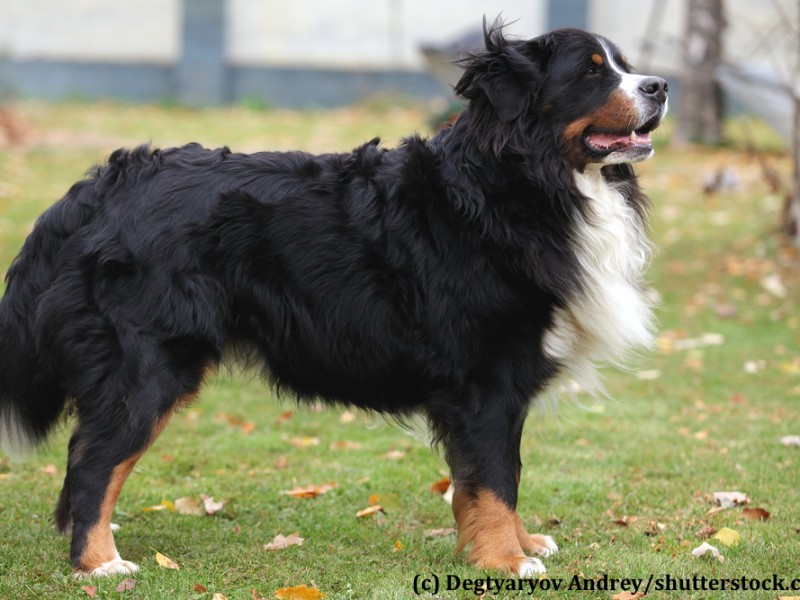 berner-sennenhund-steckbrief