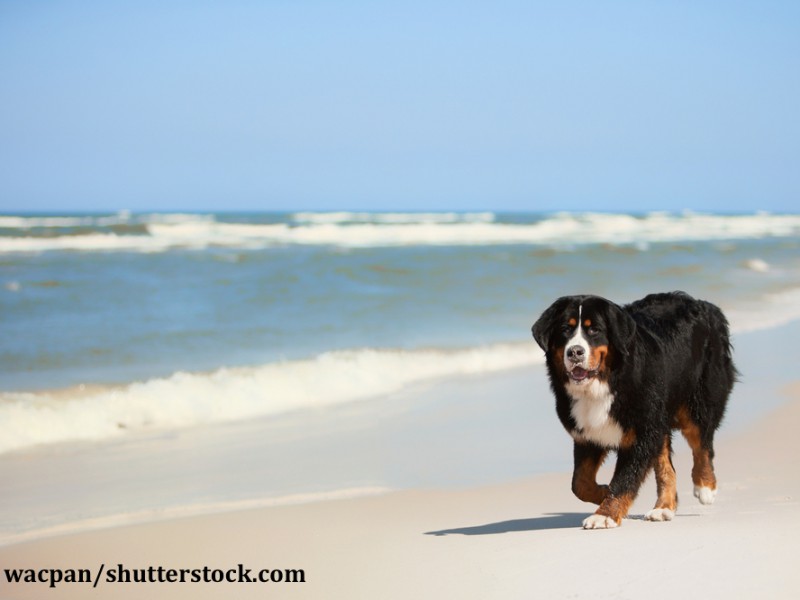 berner-sennenhund-strand