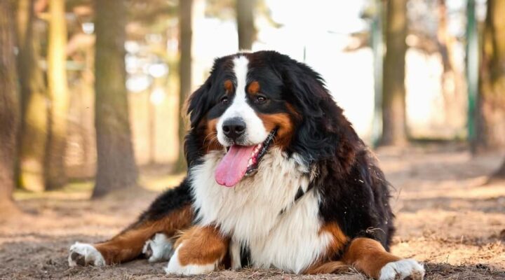 Von Couch-Potato bis Schlafmütze: Entdecke die faulsten Hunderassen