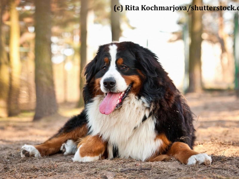 berner-sennenhund-wald