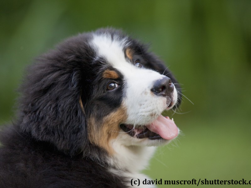 berner-sennenhund-welpe