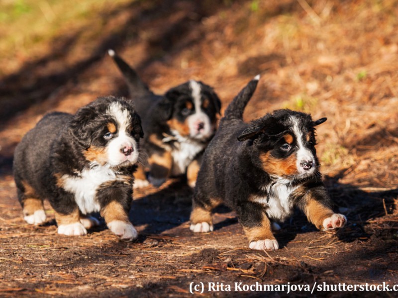 berner-sennenhund-welpen-spielen