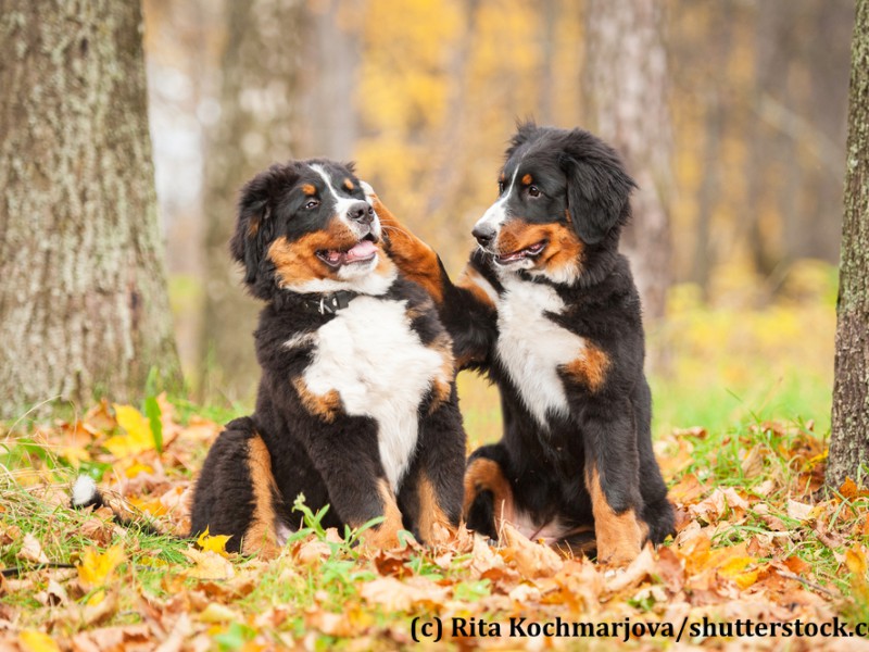 berner-sennenhunde-jung