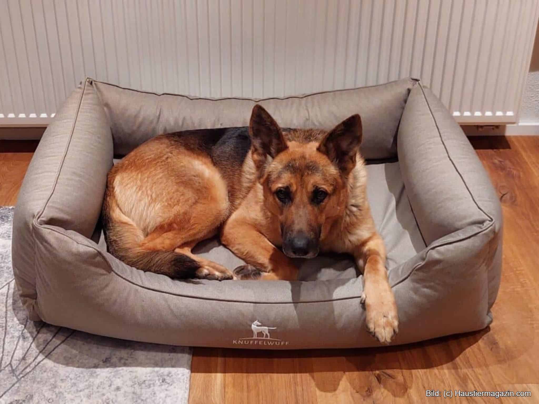 Bestes orthopädisches Hundebett von Fressnapf