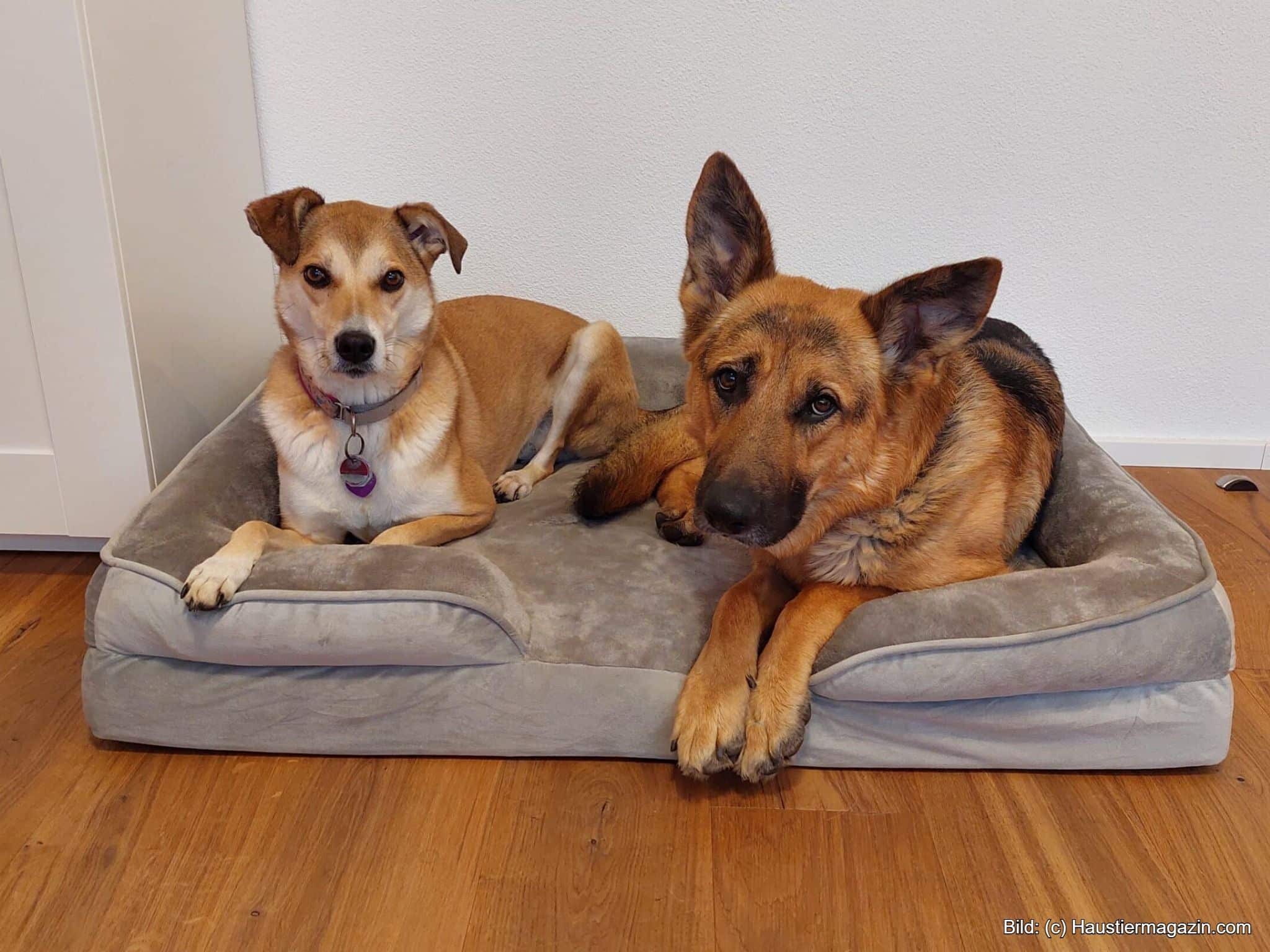 Bestes Zooplus Hundebett für große Hunde