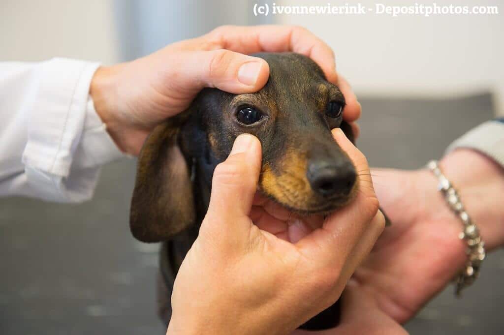 Ein Tierarzt untersucht die Augen eines Dackels
