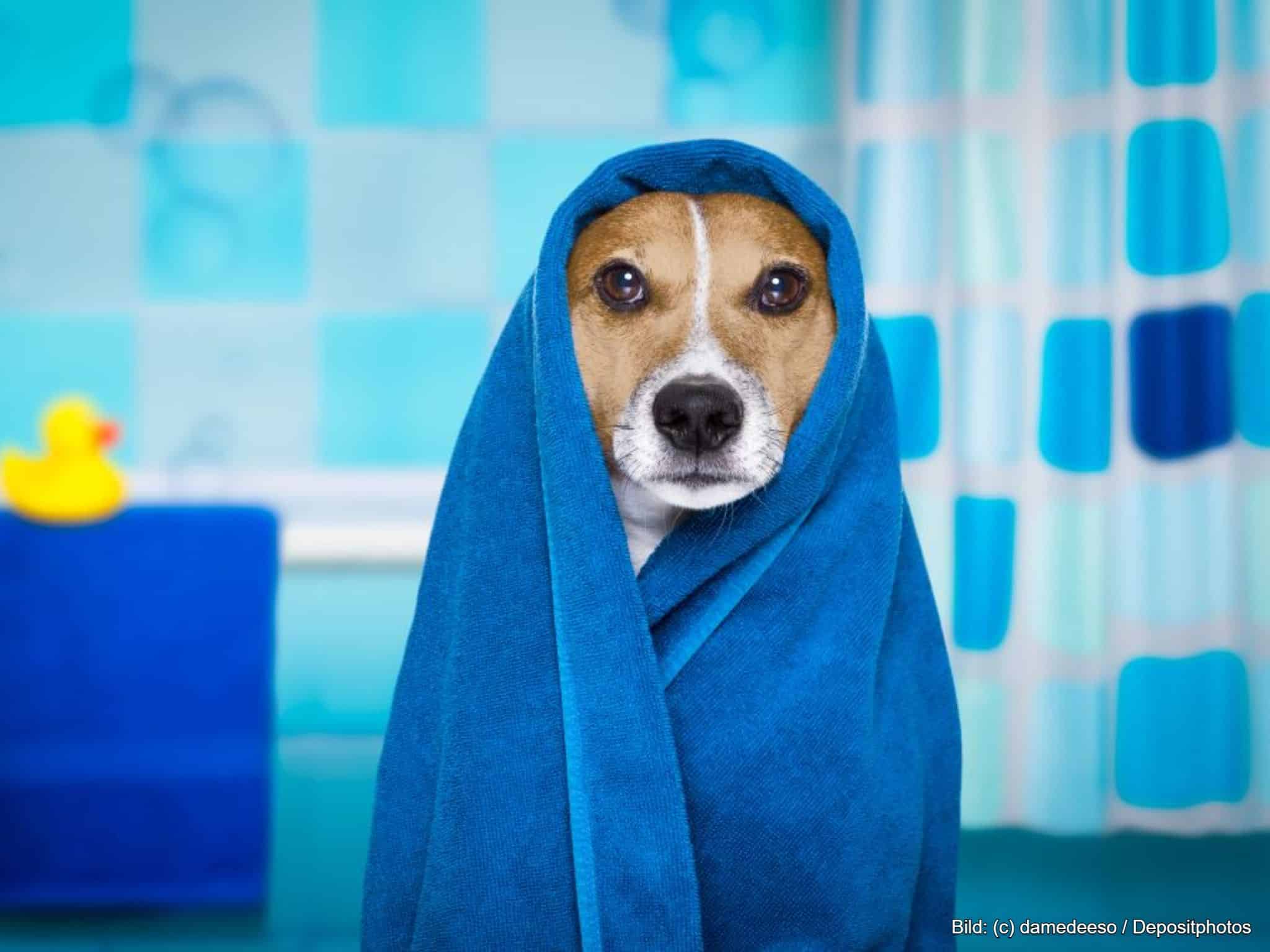 Hund im Hundebademantel