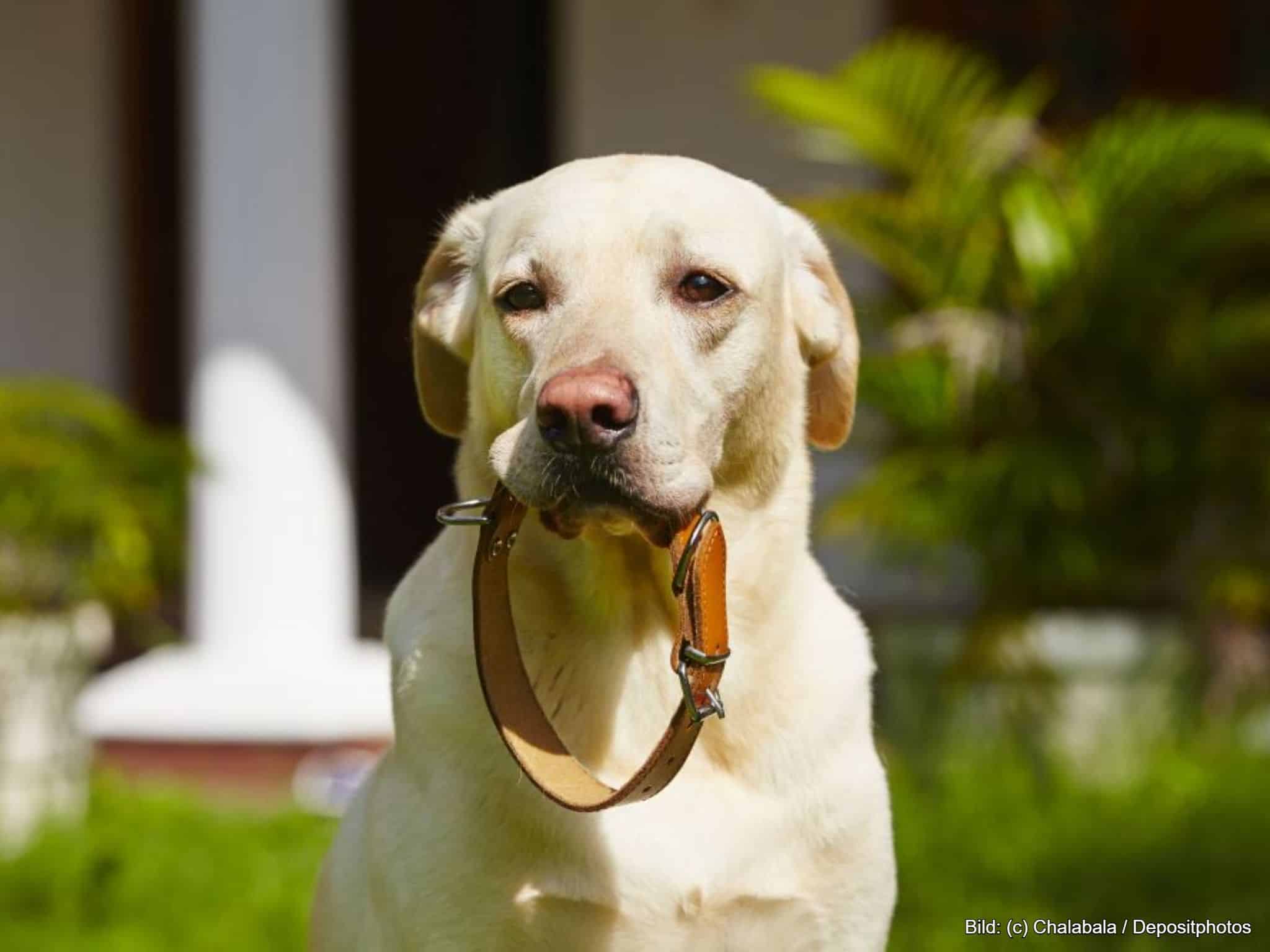 Breites Hundehalsband Leder