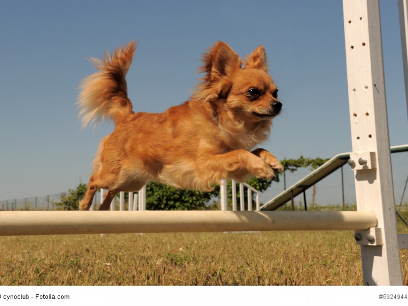 Chihuahuas können durchaus am Agility teilnehmen so lange du sie nicht überanstrengst