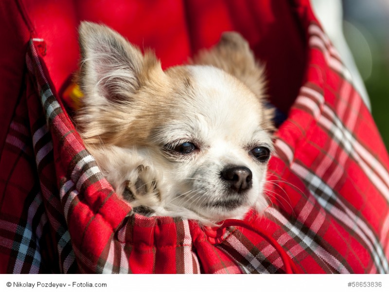 Bei langen Ausflügen solltest du eine Tasche dabei haben, damit du deinen Chihuahua nicht überforderst