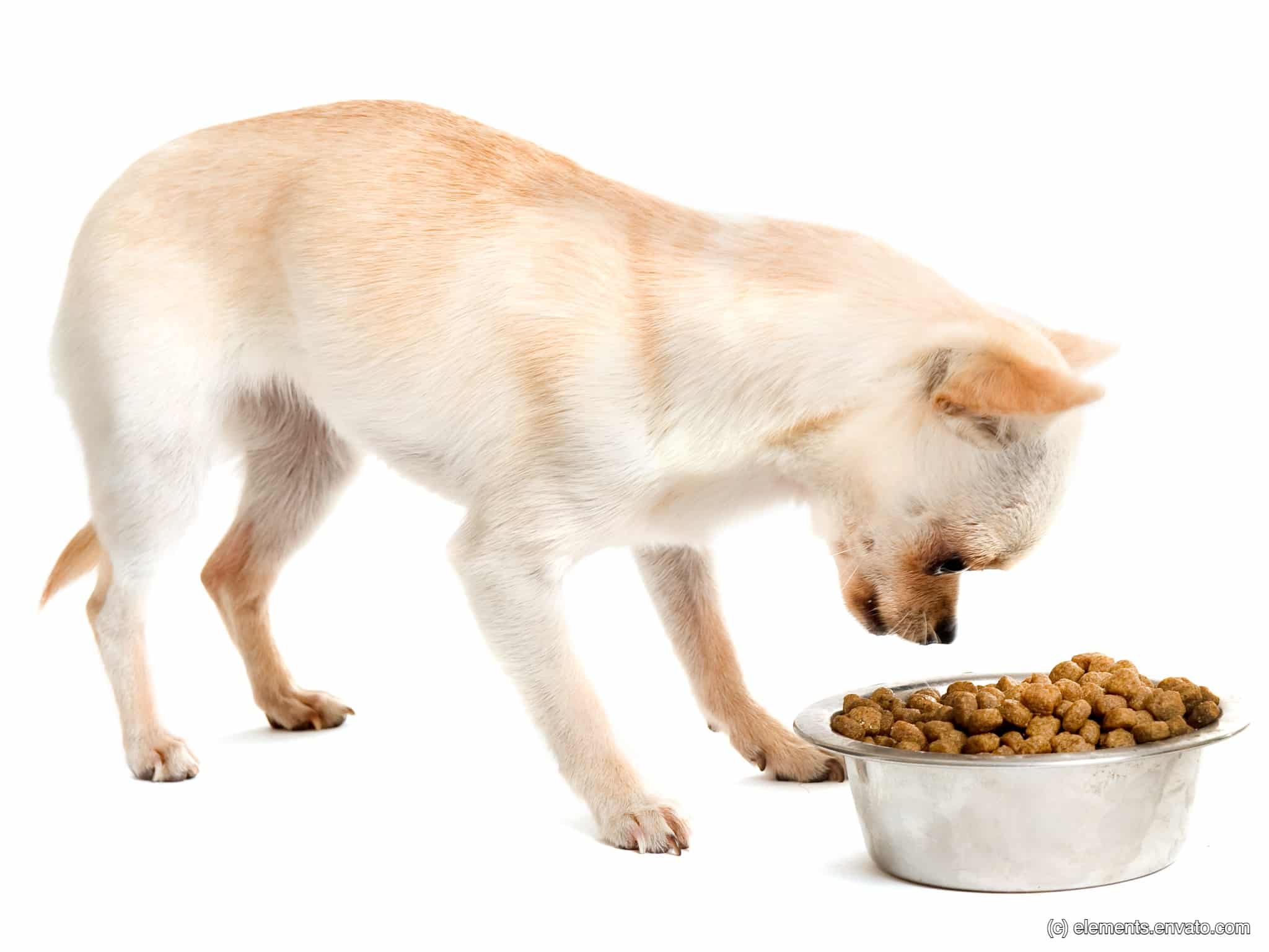 Heller Chihuahua frisst aus einem Napf mit Trockenfutter. Bildunterschrift lautet: Brauchen kleine Hunde wie der Chihuahua wirklich ein spezielles Trockenfutter?