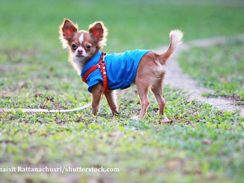 So fühlen Chihuahua sich wohl: in der freien Natur
