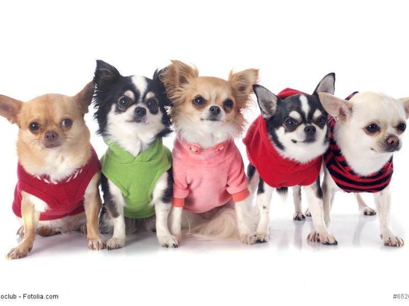 So kennt man Chihuahua: als Schosshunde herausgeputzt