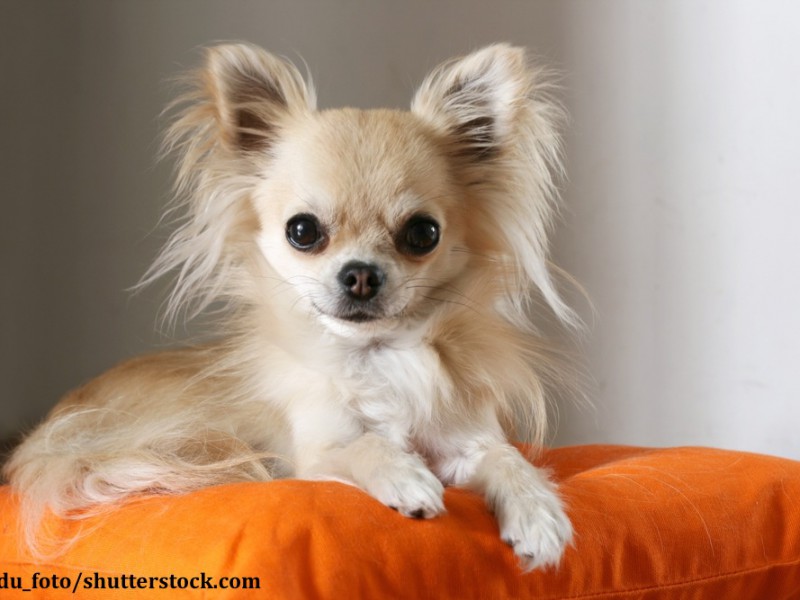 Chihuahua sind keine reinen Handtaschenhunde