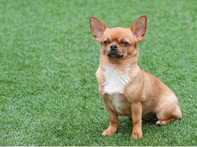Bei Chihuahua gibt es verschiedene Fellfarben und -muster