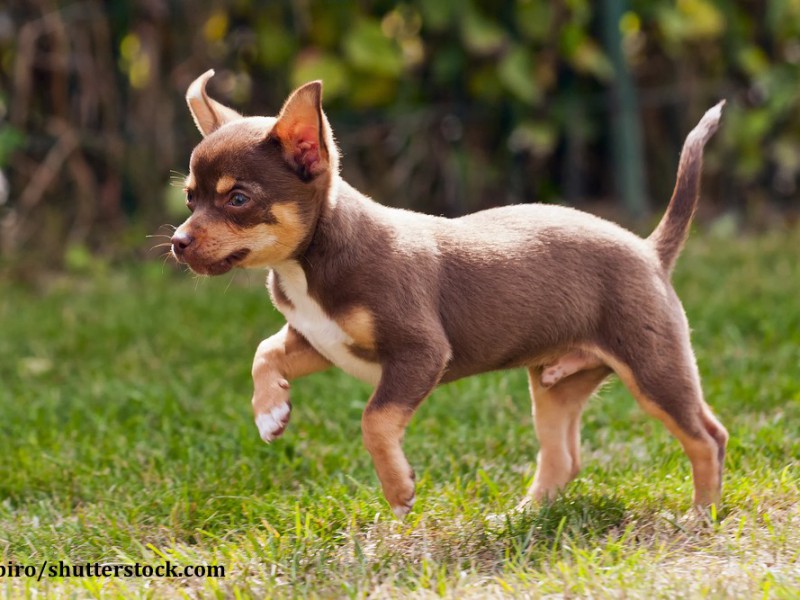 Je früher du mit einer konsequenten Erziehung anfängst, desto wohlerzogener wird dein Chihuahua